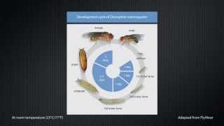 Development of the Drosophila wing [upl. by Henigman117]