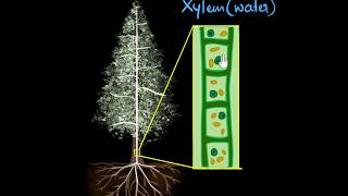 Xylem amp transpiration  Life processes  Biology  Khan Academy [upl. by Kit]