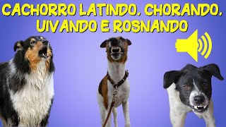 Som de Cachorro Latindo Chorando Uivando e Rosnando Barulho de Cachorro [upl. by Brookes]