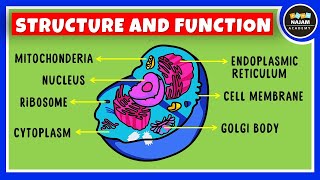 Structure and Function of a Cell  Cell Organelles  Biology [upl. by Chui]