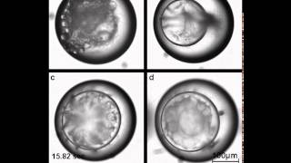 Multiple Emulsion Formation [upl. by Emad]