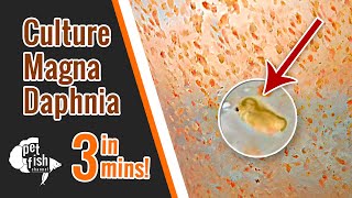 How to culture DAPHNIA MAGNA  The easy way [upl. by Syd]