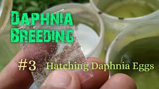 Daphnia Culture made simple and easy 3  Hatching Daphnia eggs [upl. by Arlene]