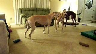 Greyhounds playing [upl. by Sabrina]