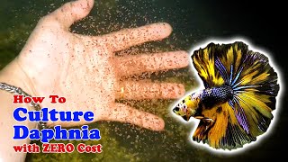 How to Culture Daphnia with ZERO Cost  Unlimited Live Food For Our Fish [upl. by Erda]