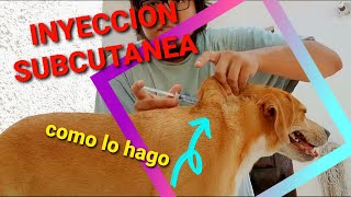 Aprendiendo  Como aplicar una inyección subcutánea a mi perro [upl. by Reham]