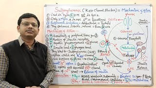 Diabetes Mellitus Part10 Mechanism of Action of Sulfonylurease  Antidiabetic Drugs  Diabetes [upl. by Rochella591]