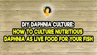 DIY Daphnia Culture How to Culture Nutritious Daphnia as Live Food for Your Fish [upl. by Feil646]