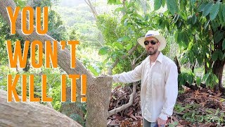 Pruning an Older Mango Tree for Easier Picking and Better Fruit [upl. by Eutnoj669]