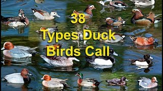 38 Types Duck Birds Call Sound [upl. by Jarek]