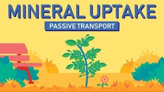 Plant Nutrition Mineral Absorption  Part 1 [upl. by Akcired894]