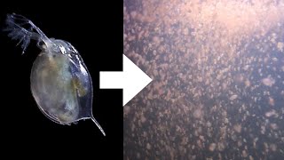 How I Culture Daphnia [upl. by Wainwright]