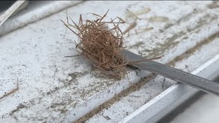 How to remove a Grass Carrying Wasp nest [upl. by Yelnikcm]