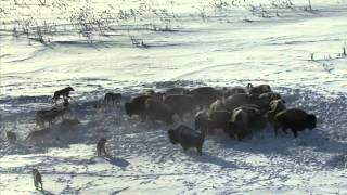 Frozen Planet BBC  David Attenborough  HD Episode 1 Part 2 [upl. by Enomis487]