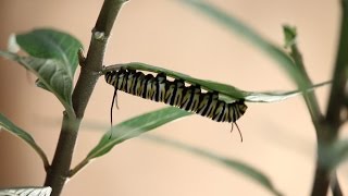 Monarch Life Cycle  From Caterpillar to Butterfly [upl. by Hadria]