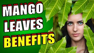 15 Incredible MANGO LEAVES Health Benefits Including Diabetes Hair Growth amp Weight Loss [upl. by Clute]