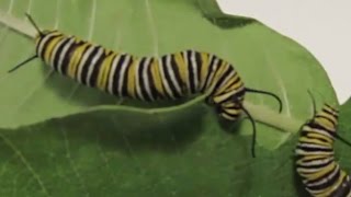 Monarch Caterpillars Eating Milkweed  Audible Crunching Now with Subtitles [upl. by Landers373]