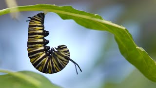 A monarch metamorphosis [upl. by Aniraad]