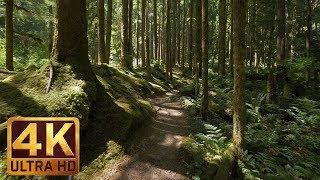 4K Virtual Forest Walk along Middle Fork Trail at Snoqualmie region Part 1 3 HR Relax Music [upl. by Jochebed]