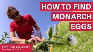 How to Find Monarch Butterfly Eggs [upl. by Hirsh578]