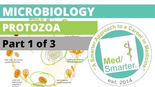 Protozoa  Microbiology  USMLE STEP 1  Part 1 of 3 [upl. by Nanaj755]