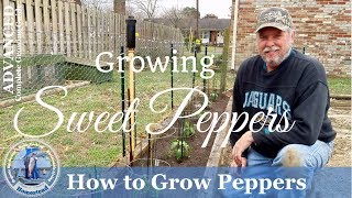 How To Grow Peppers ADVANCED Complete Growing Guide [upl. by Onaireves206]