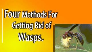 Four Ways To Eliminate Wasps Around Your Homestead [upl. by Adnerol]