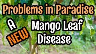 Problems in Paradise A New Mango Leaf Disease [upl. by Aihselat]