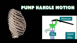 Pump Handle Motion and Bucket Handle Motion  Thorax Movement [upl. by Kreiner]