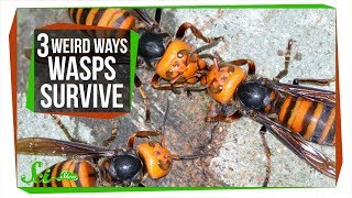 3 Wasps That Will Do Anything to Survive [upl. by Margalit]