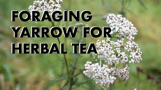 Foraging Yarrow for Herbal Tea [upl. by Rahmann]