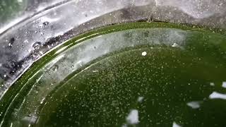 DAPHNIA MOINA CULTURE IN A SMALL BUCKET [upl. by Htebaras]