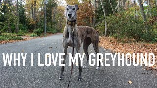 THINGS I LOVE ABOUT MY GREYHOUND [upl. by Marie-Ann]