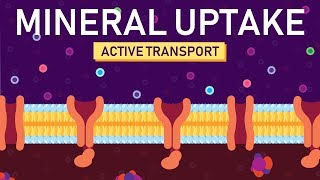 Plant Nutrition Mineral Absorption  Part 2 [upl. by Magill]