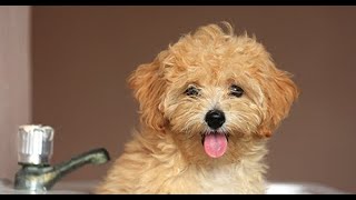 Maltipoo  Comprehensive Dog Review with Compilation [upl. by Yeslaehc]