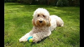 Dexter the Cockapoo  One Year On [upl. by Mag]