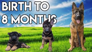 German Shepherd GROWING up  BIRTH to 8 MONTHS [upl. by Nimaj]