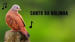 Canto da Rolinha  Rolinha Roxa  Rolinha Caldo de Feijão  Ruddy Ground Dove  Columbina Talpacoti [upl. by Kay]