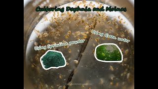 How To Culture Daphnia and Moinas using Green Water Spirulina powder [upl. by Ainafets]