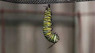 Monarch Caterpillar Changes to a Chrysalis [upl. by Ahsirak]