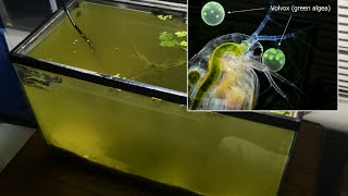 Raising Daphnia for the Freshwater Aquarium [upl. by Ecinerev]