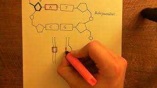 Antisense Oligonucleotides Part 1 [upl. by Solley]