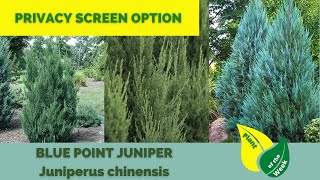 Blue Point Juniper  Juniperus chinensis  Evergreen Conifer [upl. by Asli]