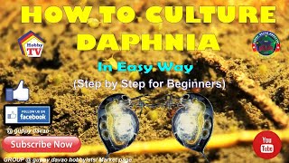 HOW TO CULTURE DAPHNIA In Easy Way [upl. by Ailliw]