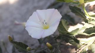 FIELD BINDWEED Convolvulus arvensis [upl. by Carew]