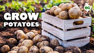 How to Grow EASY Potatoes From Seed to Harvest 🥔 [upl. by Assenat]